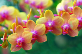 Papermoon Fotobehang Gouden Orchideeën