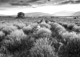 Papermoon Fotobehang Open Veld Zwart-Wit