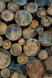 Esta Home Greenhouse Wallpaper XXL wood logs 158206