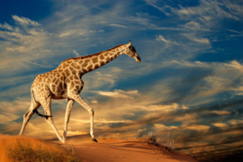 Papermoon Fotobehang Giraffe In De Natuur