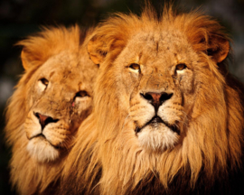 Papermoon Fotobehang Mannelijke Leeuwen