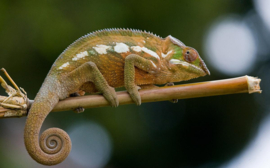 Papermoon Fotobehang Kameleon Op Een Tak