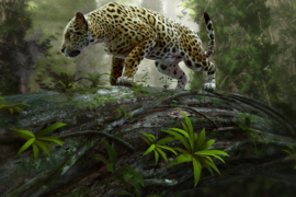 Papermoon Fotobehang Jaguar on the Prowl 97063