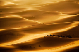 Papermoon Fotobehang Woestijn Met Kamelen