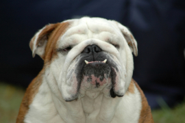 Papermoon Fotobehang Engelse Bulldog