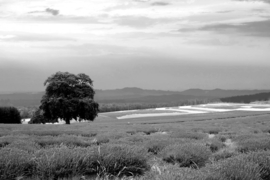 Papermoon Fotobehang Zwart-Wit Landschap