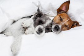 Papermoon Fotobehang Honden Liefde