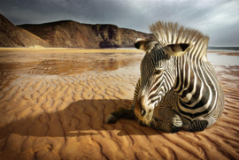 Papermoon Fotobehang Zebra Op Het Strand