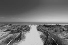 Papermoon Fotobehang Strandpad In Het Duingras Zwart-Wit