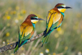 Papermoon Fotobehang Paar Vogels Op Een Tak