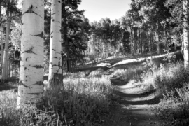 Papermoon Fotobehang Pad In Het Berkenbos Zwart-Wit