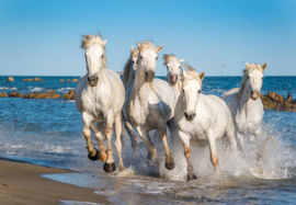 Papermoon Fotobehang Camargue Paarden