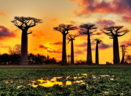 Papermoon Fotobehang Baobab Bomen Afrikaanse Zonsondergang