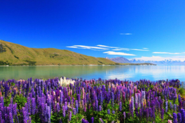 Papermoon Fotobehang Lupine Lake Tekapo