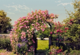 Komar Fotobehang Rose Garden 8-936