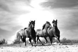 Papermoon Fotobehang Paarden In Galop Zwart-Wit