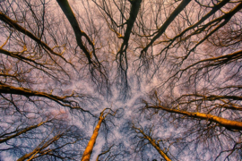 Papermoon Fotobehang Zonsopgang Door Het Bos