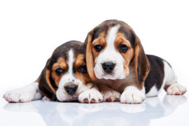 Papermoon Fotobehang Beagle Puppy's