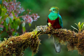 Papermoon Fotobehang Kleurrijke Kleine Vogel