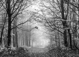 Papermoon Fotobehang Open Pad In Het Bos Zwart-Wit