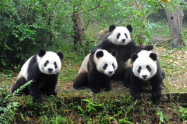 Papermoon Fotobehang Panda Familie