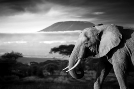 Papermoon Fotobehang Olifant Met Landschap Zwart-Wit