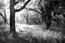Papermoon Fotobehang Bos Zwart-Wit Bomen