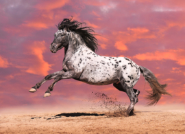 Papermoon Fotobehang Wit Paard Met Zwarte Stippen