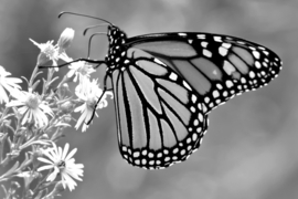 Papermoon Fotobehang Vlinder Zwart-Wit