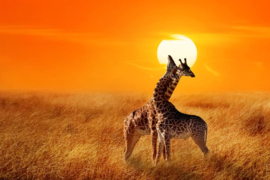 Papermoon Fotobehang Giraffen Tegen Zonsondergang