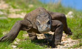 Papermoon Fotobehang Komodovaraan