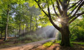 Noordwand Holland Fotobehang Beukenboom met Bank 9729