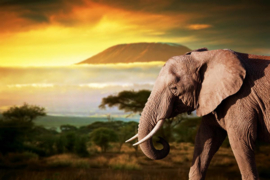 Papermoon Fotobehang Olifant Van De Kilimanjaro