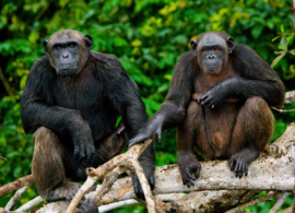 Papermoon Fotobehang Chimpansees Uit Congo