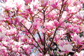 Papermoon Fotobehang Bloeiende Magnolia