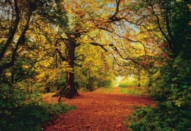 Komar Fotobehang Autumn Forest 8-068