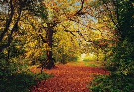 Komar Fotobehang Autumn Forest 8-068