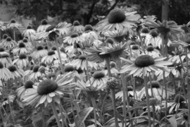 Papermoon Fotobehang Zonnebloemen Zwart-Wit