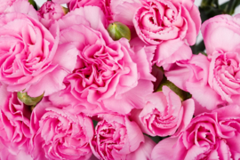 Papermoon Fotobehang Roze Rozen