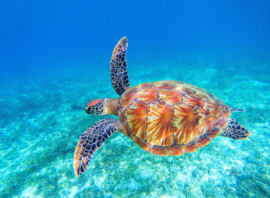 Papermoon Fotobehang Grote Groene Zeeschildpad