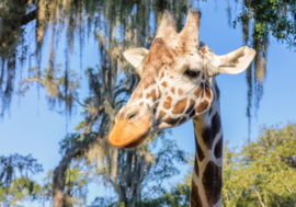 Papermoon Fotobehang Giraffe