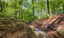 Noordwand Holland Fotobehang Mariendaal Bosbeek 3506