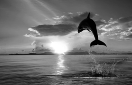Papermoon Fotobehang Dolfijn Zwart-Wit