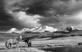 Papermoon Fotobehang Paarden In De Bergen Zwart-Wit
