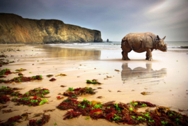 Papermoon Fotobehang Neushoorn Op Het Strand