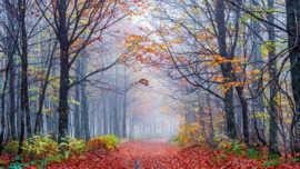Papermoon Fotobehang Mistige Herfst Bosweg