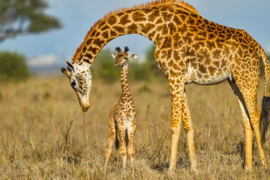 Papermoon Fotobehang Maasai Giraf Die Baby Beschermt