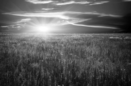 Papermoon Fotobehang Open Veld Zonsondergang Zwart-Wit