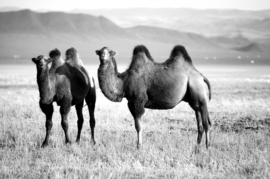 Papermoon Fotobehang Kamelen Zwart-Wit