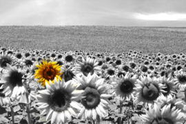 Papermoon Fotobehang Zonnebloemenveld Zwart-Wit